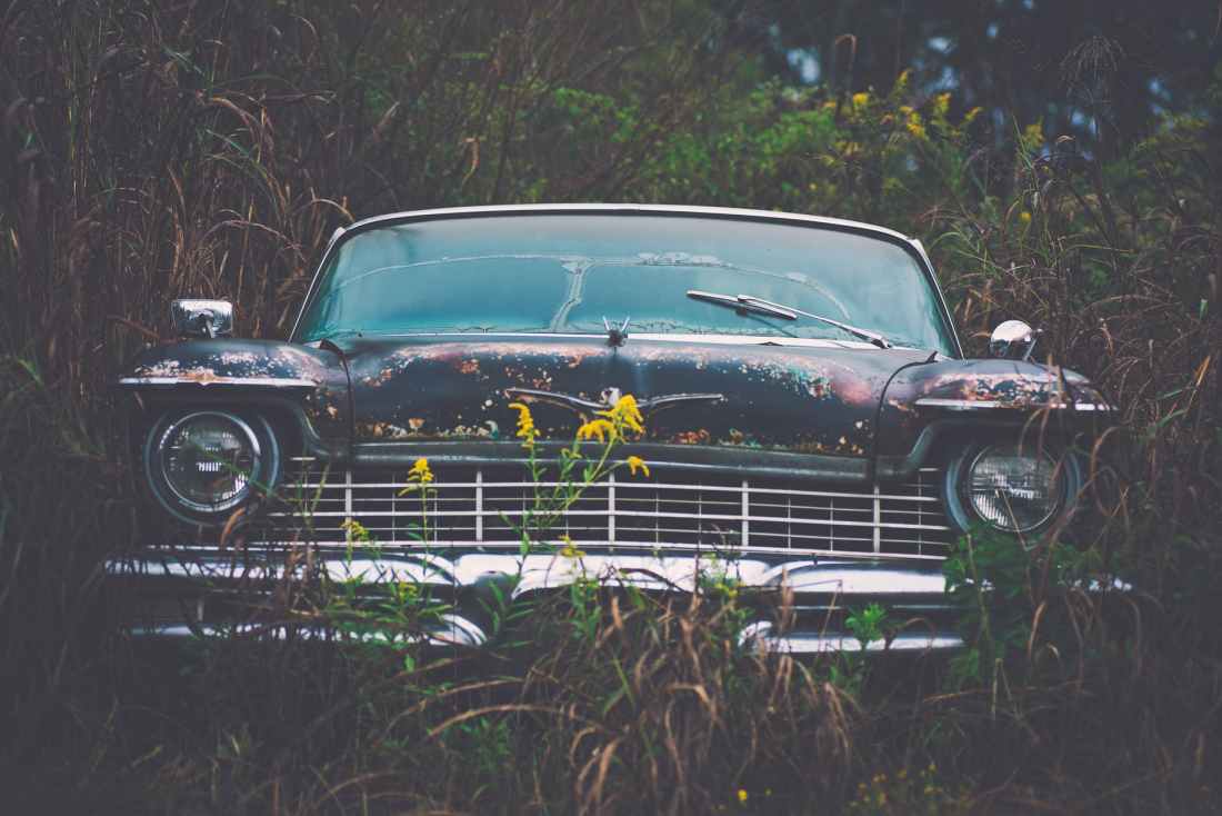 vintage car parked besides green plants